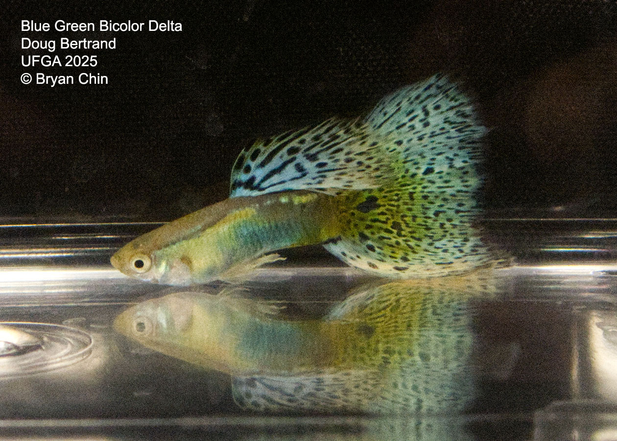 Guppy Blue Green Bicolor